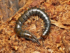 Cormocephalus esulcatus