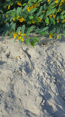 Holbrookia propinqua