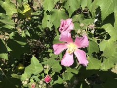 Hibiscus mutabilis