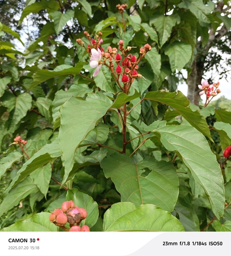 Lipsticktree