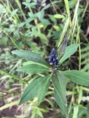 Monnina salicifolia