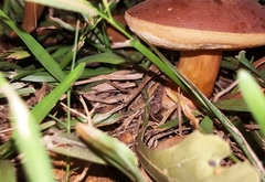 Boletaceae