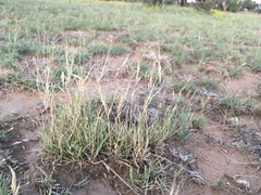 Scleropogon brevifolius