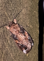 Spodoptera