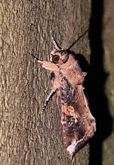 Spodoptera