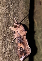 Spodoptera