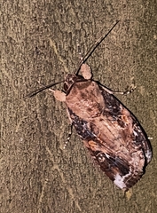 Spodoptera