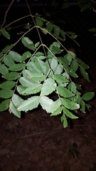 Ulmus parvifolia