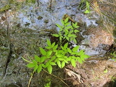 Cicuta maculata maculata