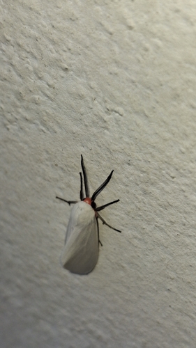 Red-headed Pygarctia Moth (Pygarctia roseicapitis)
