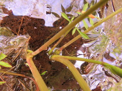 Cicuta maculata maculata