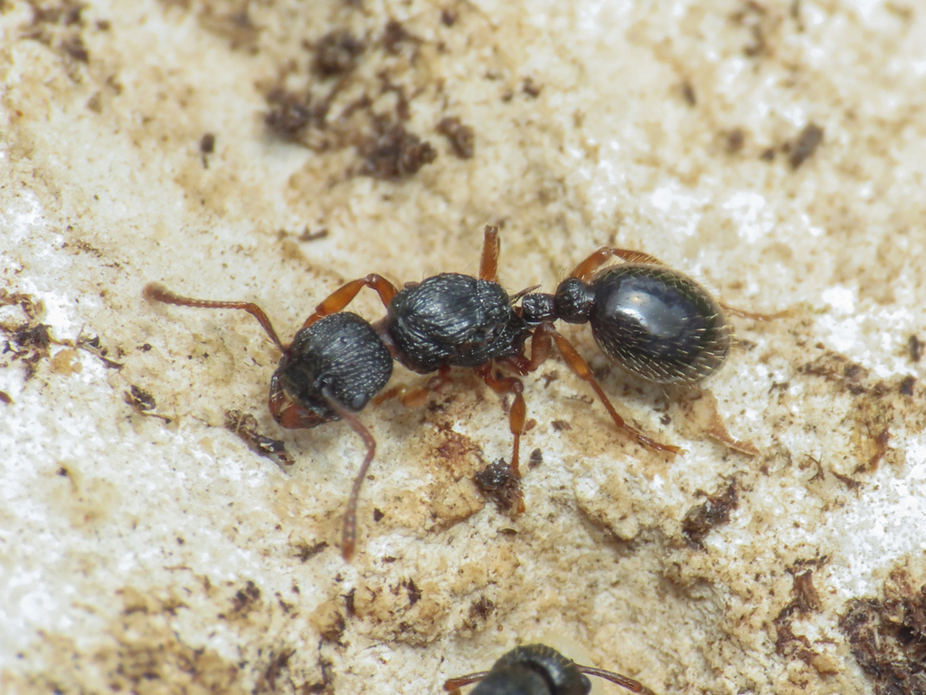 Myrmica lobicornis