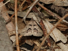 Dichromodes atrosignata