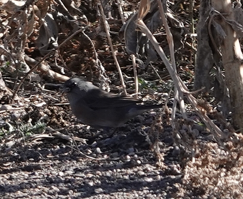 Dark-eyed Junco photographed in Nebraska