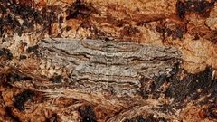 Scioglyptis chionomera