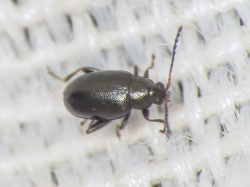 Radish Flea Beetle