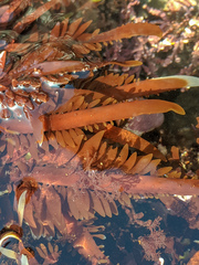 Prionitis lanceolata