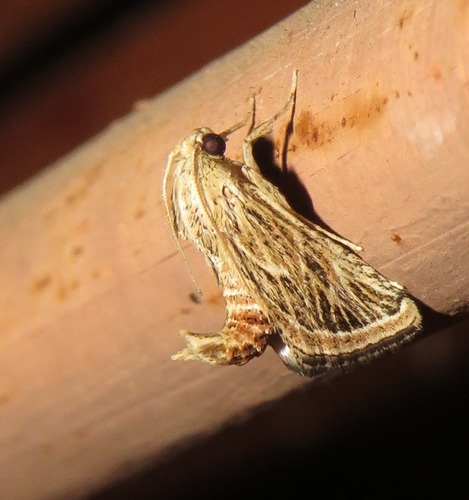 Loryma sentiusalis