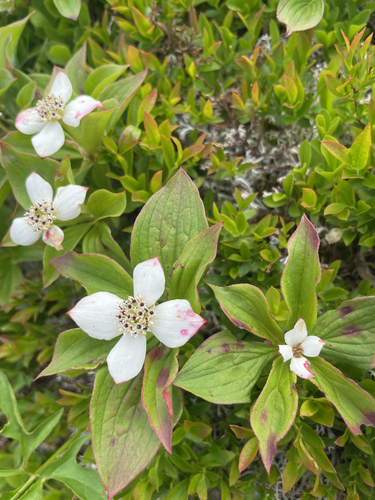 Cornus canadensis iNaturalist observation