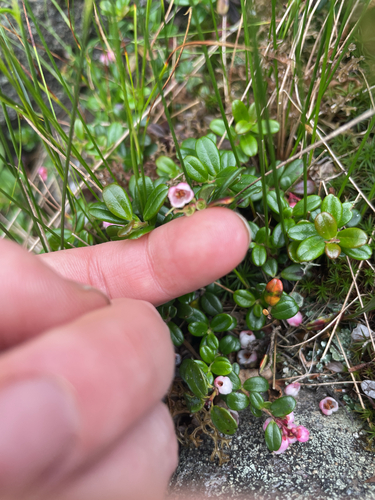Vaccinium vitis-idaea iNaturalist observation
