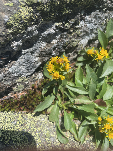 Solidago leiocarpa iNaturalist observation