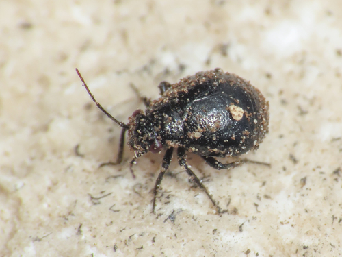 Piezocranum simulans
