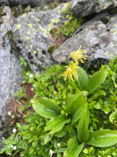 Clintonia borealis iNaturalist observation