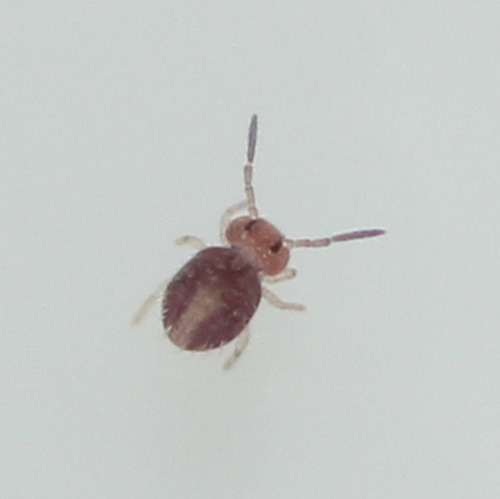 Sphaeridia pumilis