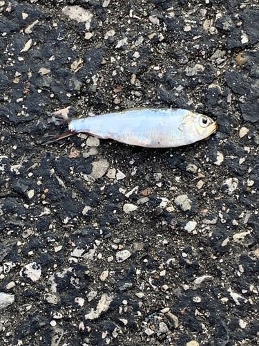 Alosa pseudoharengus