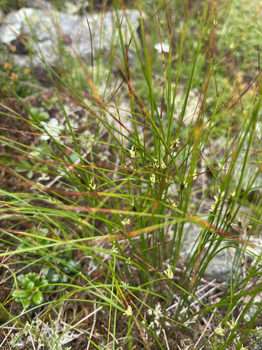 Oreojuncus trifidus iNaturalist observation