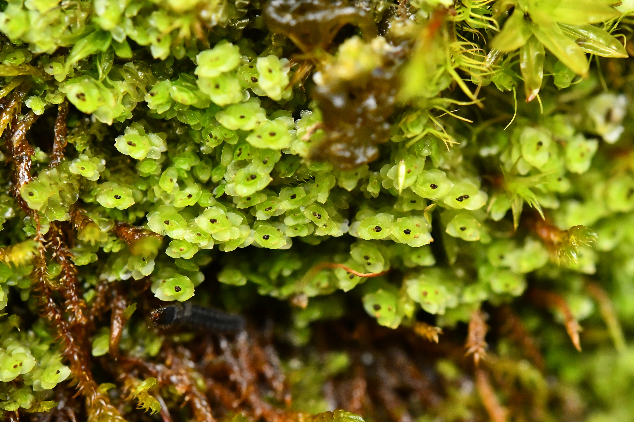 Scapania cuspiduligera