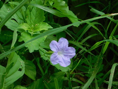 Ruellia intermedia