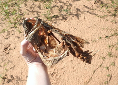 Micropterus salmoides