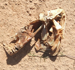 Micropterus salmoides