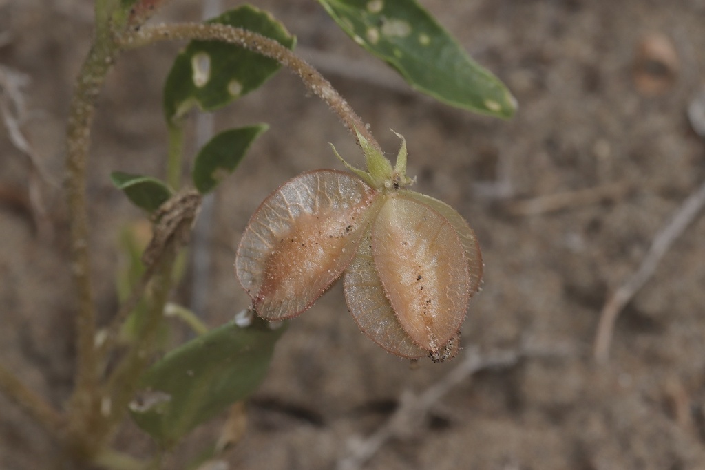 Tripterocalyx micranthus; photograph (c) Dustin Snider, some rights reserved (CC BY)