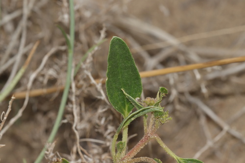Tripterocalyx micranthus, photograph 3