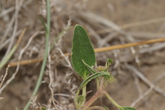 (c) Dustin Snider, some rights reserved (CC BY) Tripterocalyx micranthus, photograph (c) Dustin Snider, some rights reserved (CC BY)