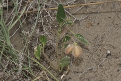 (c) Dustin Snider, some rights reserved (CC BY) Tripterocalyx micranthus, photograph (c) Dustin Snider, some rights reserved (CC BY)
