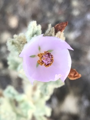 Malacothamnus foliosus