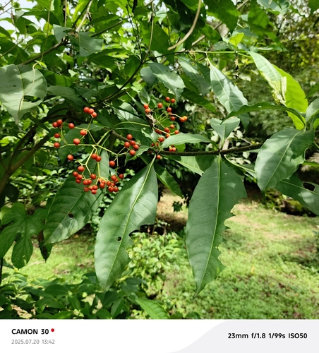 poison devil's-pepper