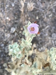 Malacothamnus foliosus