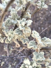 Malacothamnus foliosus