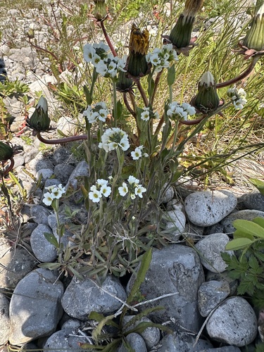 rock whitlow-mustard (Draba arabisans)