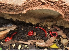 Centrobolus anulatus