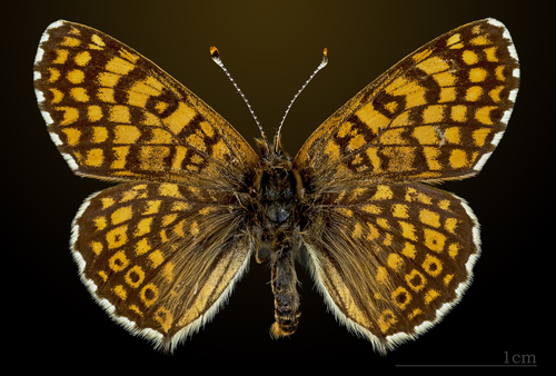 Glanville Fritillary