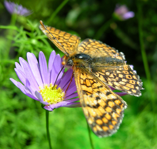 Glanville Fritillary