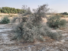 Tamarix aucheriana