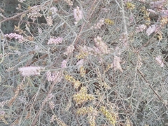 Tamarix aucheriana