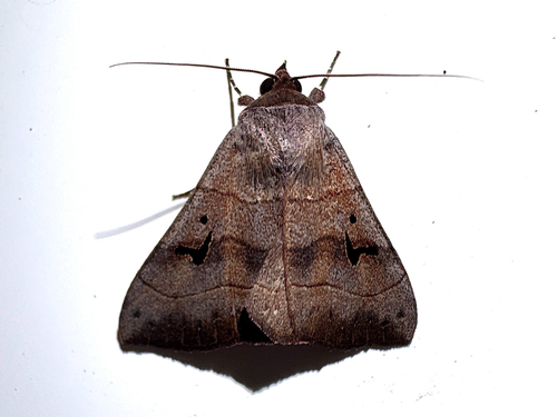 Brown Panopoda Moth photo 6