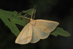 Lychnosea intermicata